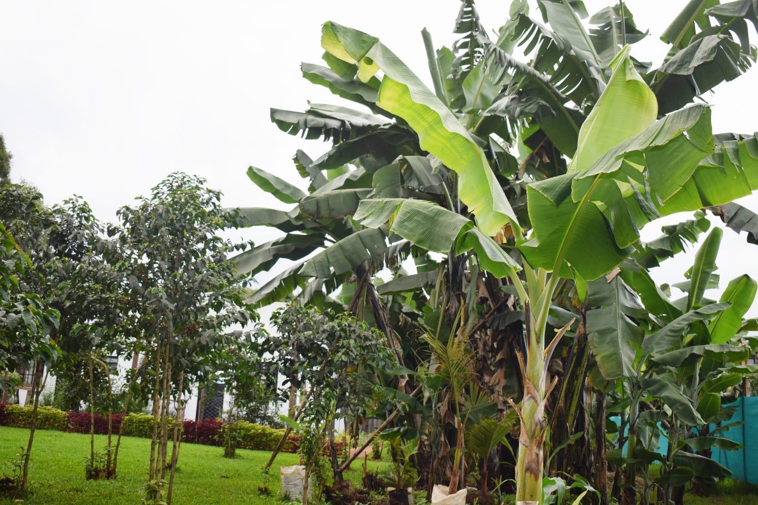 The Plantains Place Karatina Exterior photo